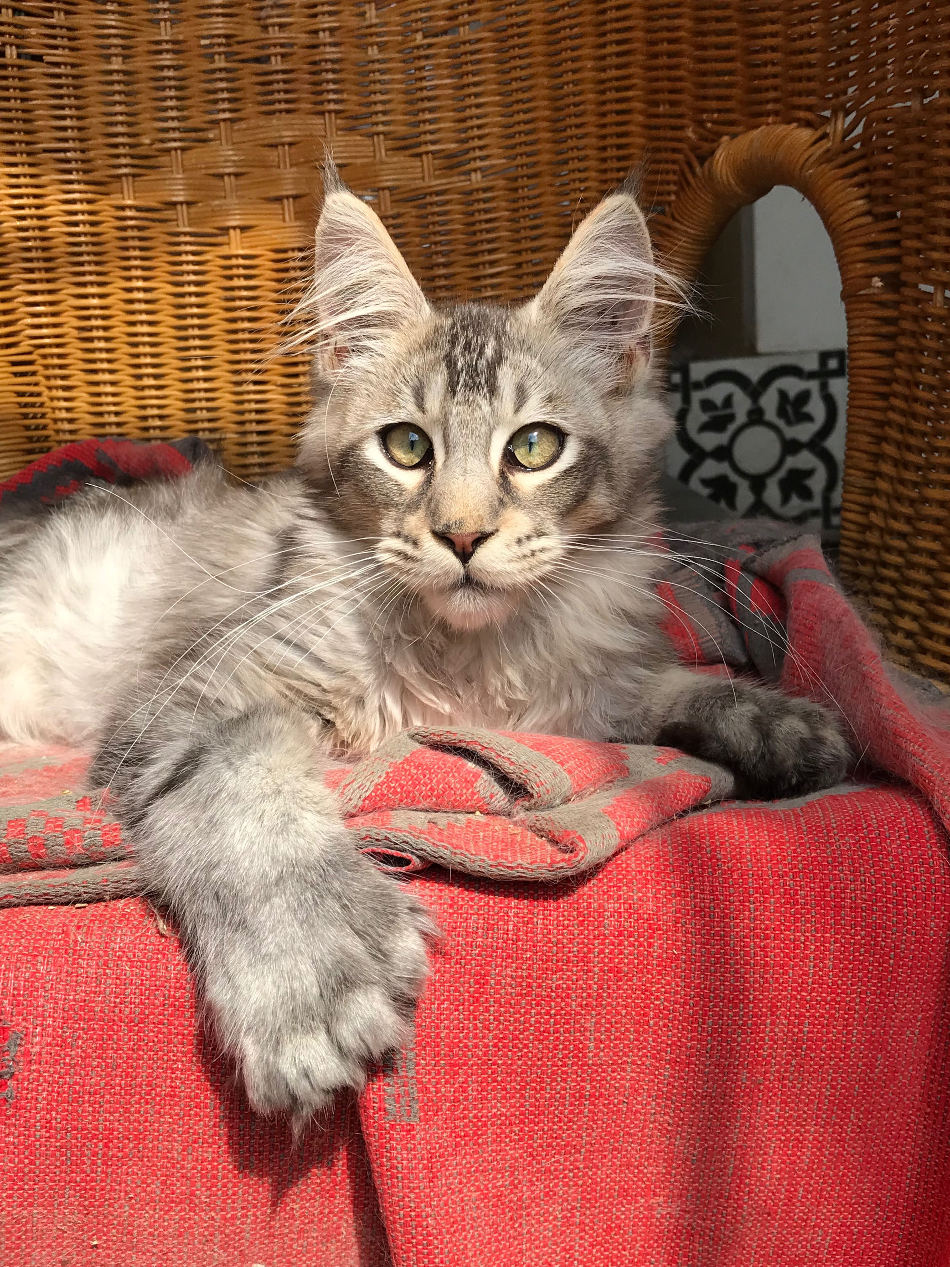 Мейн кун полідакт кошеня сріблястого окрасу в домашні улюбленці