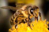 Бджоли, бджолосім'ї системи Дадан (в березні,квітні)