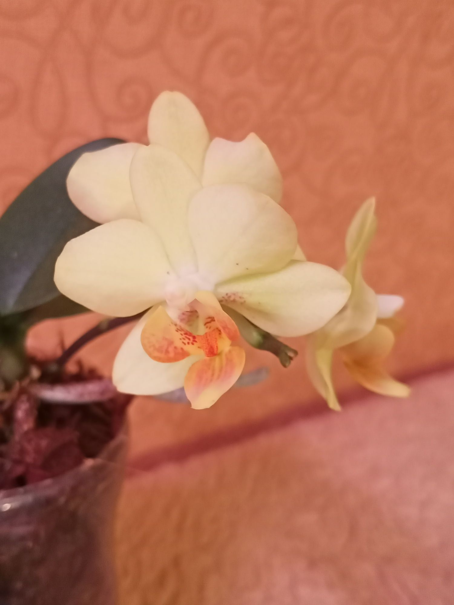 Орхидеи фаленопсис Diamond star биглип, ЛасВегас,Морелиа,Lucky, другие