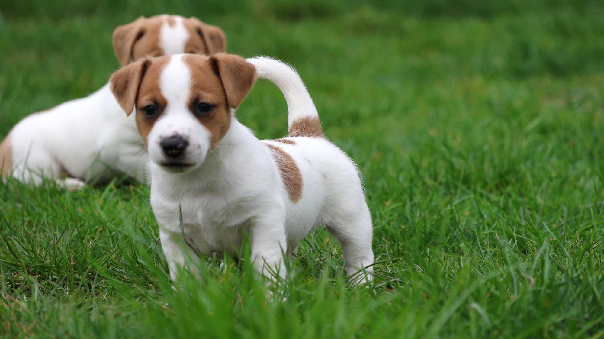 Jack Russell Terrier z hodowli "BREFIO" /badania genetyczne