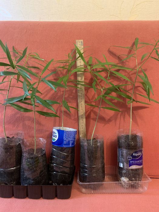 Теветія жовтого і персикового кольору