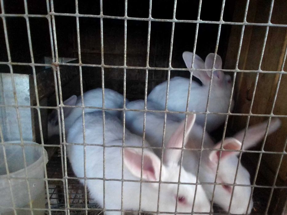 Продам кролики кролі