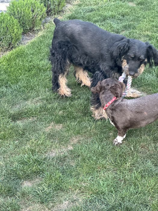 Opieka nad psem/kotem. Domowy hotel dla zwierząt. Petsitter psi hotel.