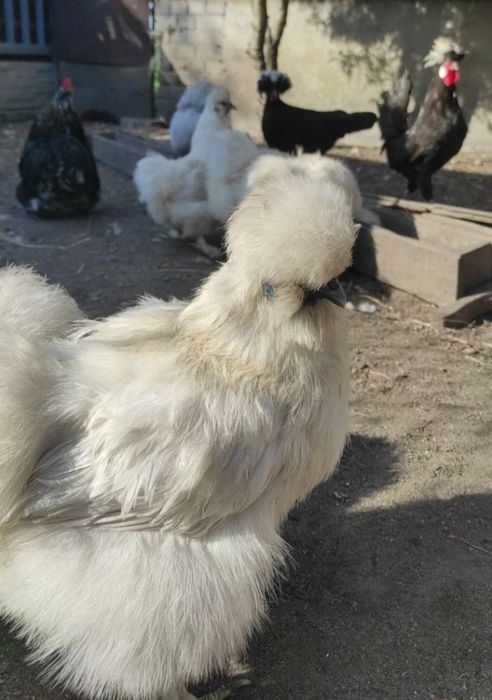 Sprzedam kury ozdobne