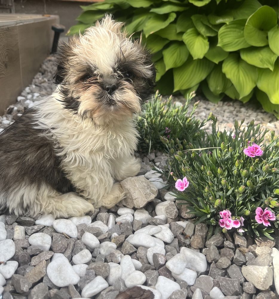 Shih tzu szczeniak