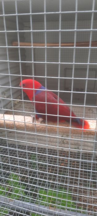 Ecletus Roratus Fêmea