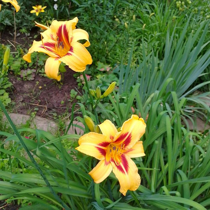 Лілейник Bonanza Багаторічні квіти