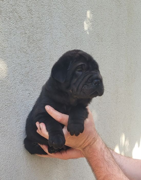 Sharpei macho preto