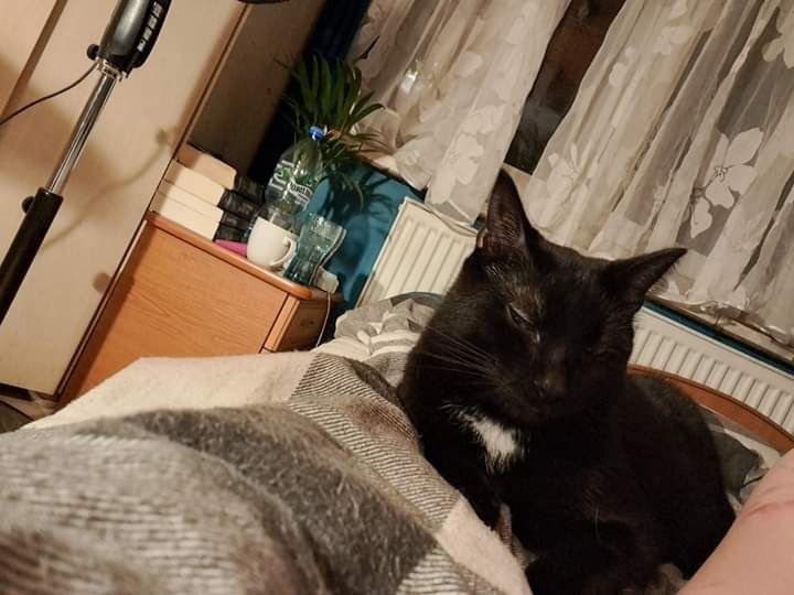 Koda poleca się do adopcji