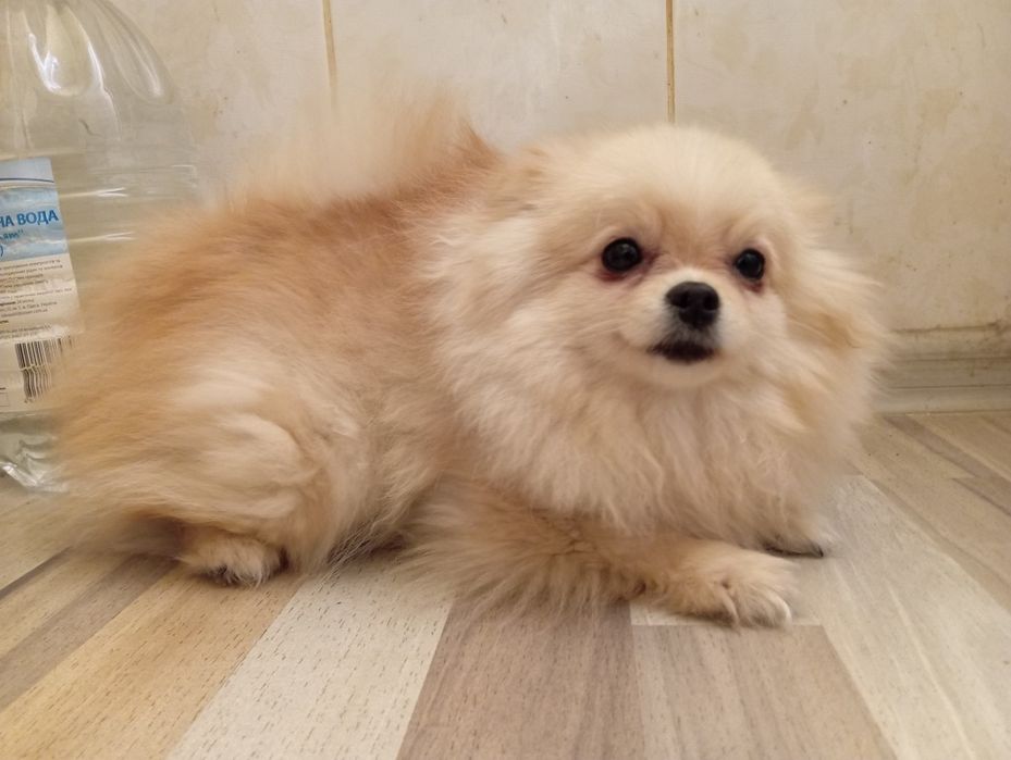 Продаётся Померанский Шпиц (Девочка)