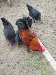 Pintos Marans, ovos castanhos