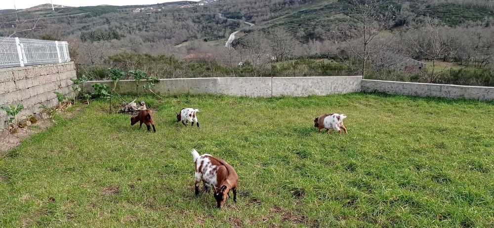 Cabras Anas Puras