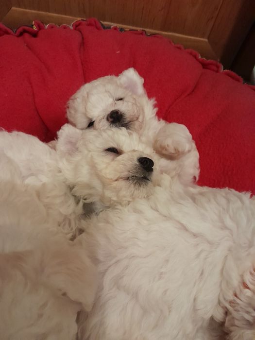 Bichon frise sunia