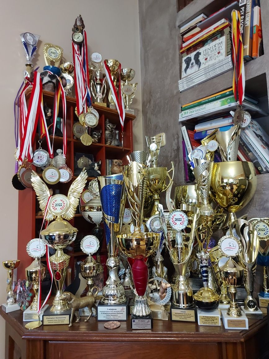 Pudel suczka toy z wyprawką i badaniami po Championach