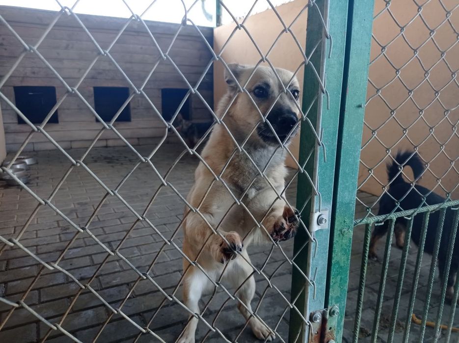 Daj szansę nieufnej Ajce