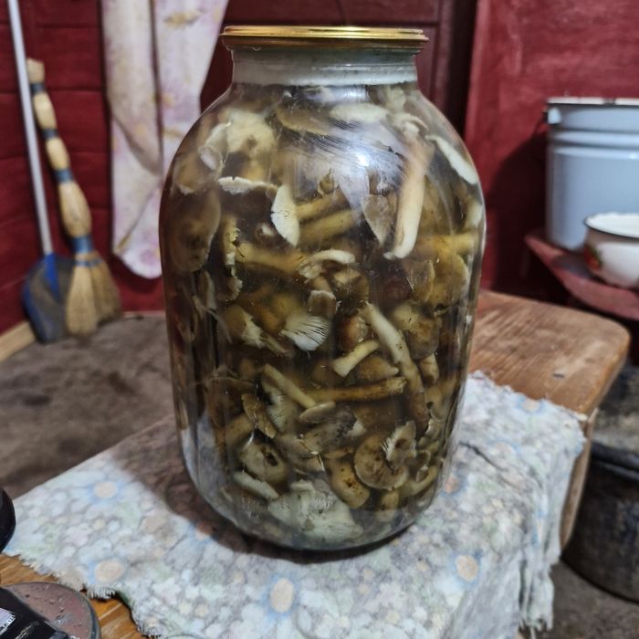 Мариновані гриби опеньки 2025р.