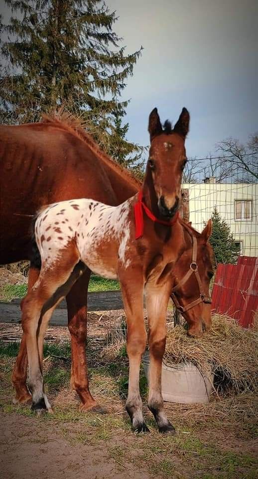 Stanówka ogiera homozygotnego