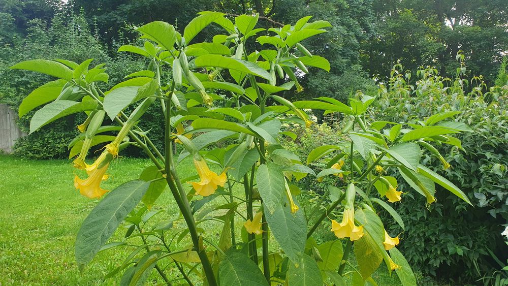 Datura wieloletnia, brugmansja. Kwiaty ogród.