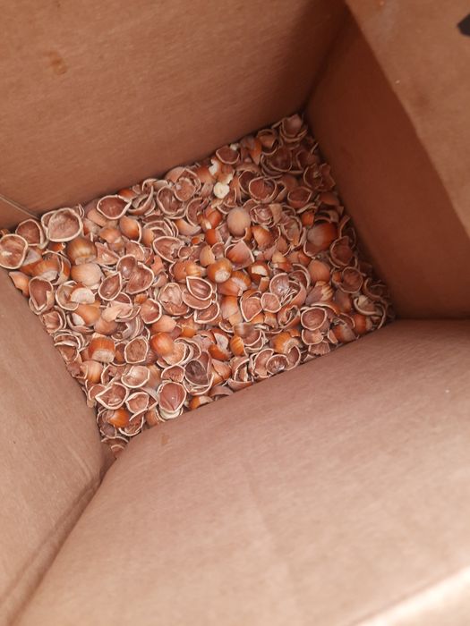 Linia do łuskania orzechów włoskich I laskowych