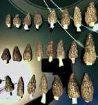Гриби зморшки сморчки сушені сморчок гриб Morchella Conica лісові