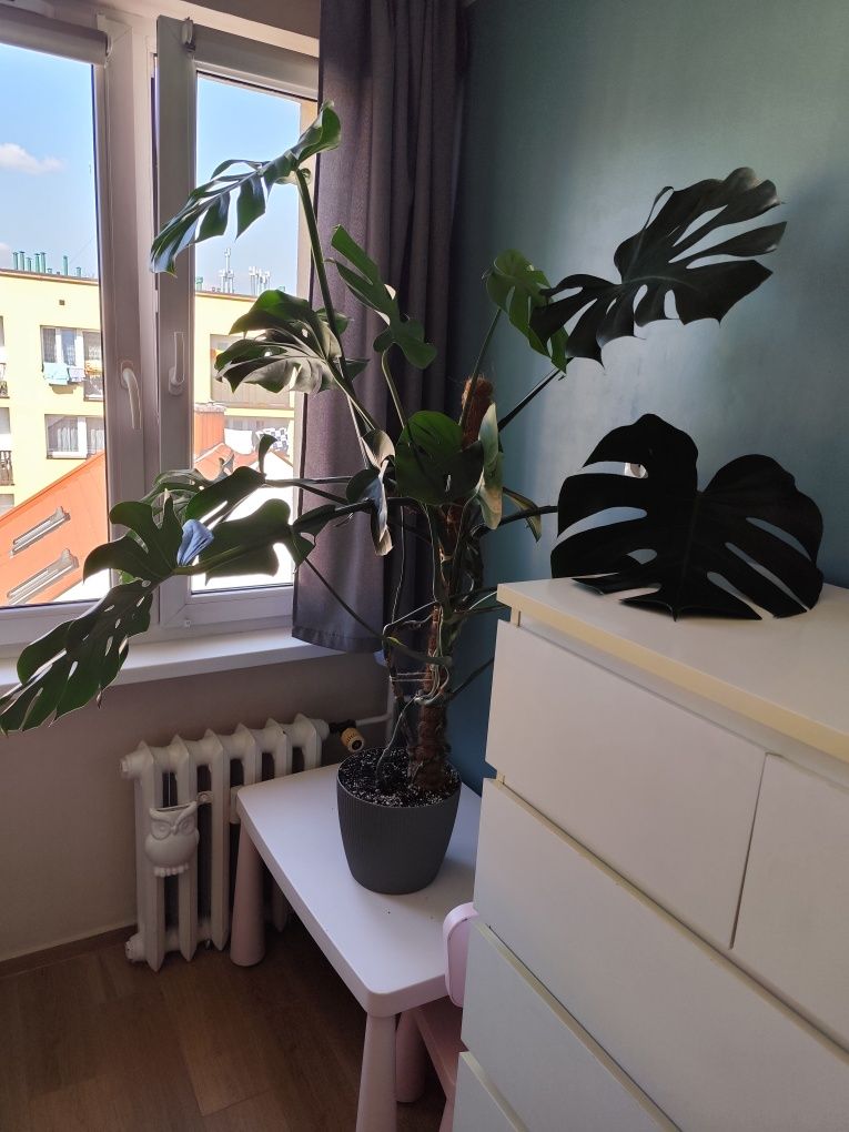 Monstera deliciosa/ monstera dziurawa