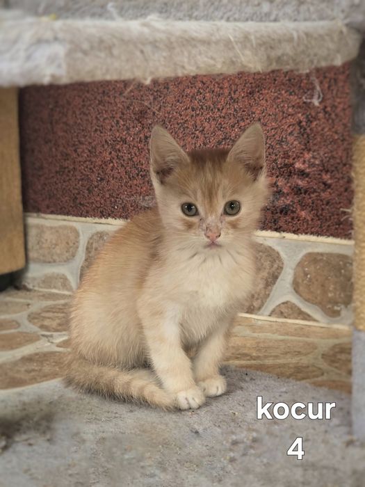 Oddam kotki w dobre ręce