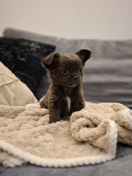 Błękitny długowłosy chihuahua