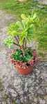 Planta suculenta