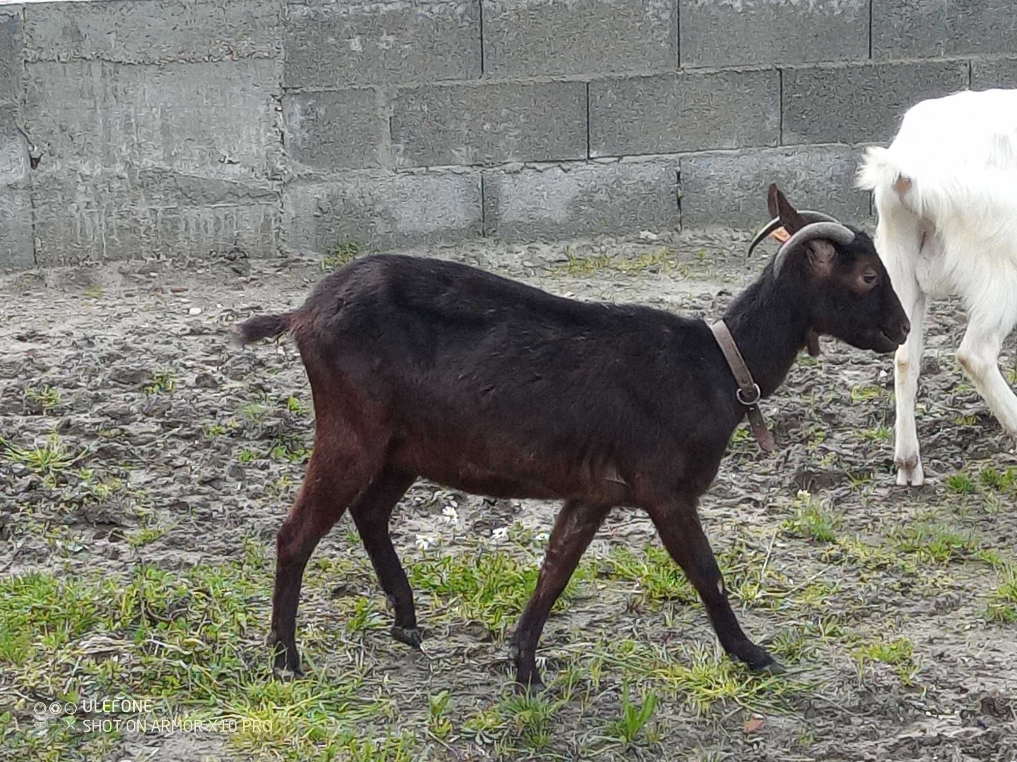 Cabras com 1 ano feitos