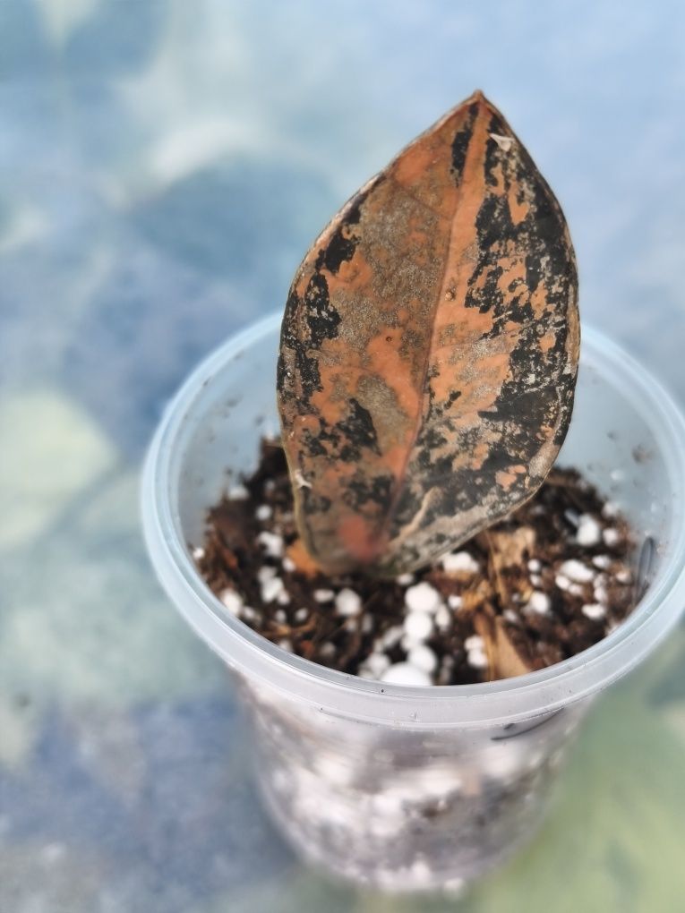 Заміокулькас варієгатний zamioculcas Black variegata