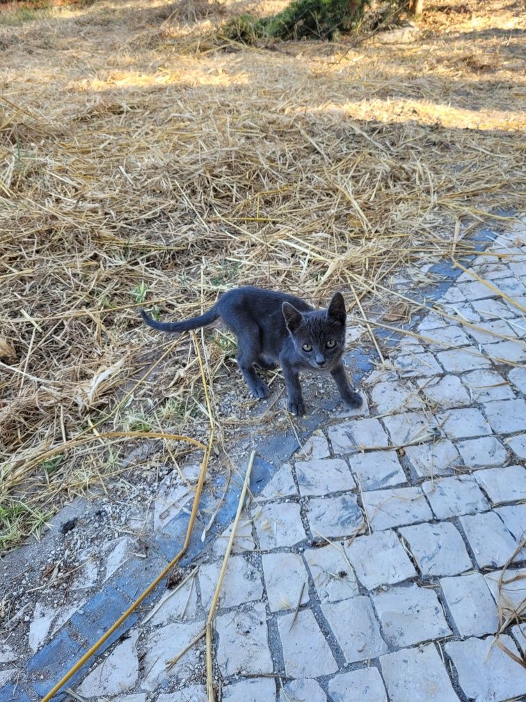 Gatinhos para adoção