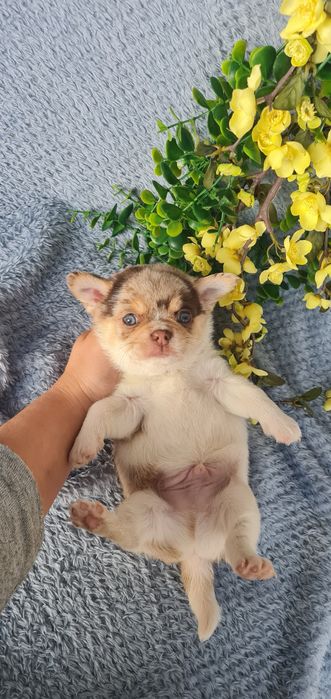 Excecional menino mini semi pelo Chihuahua/Chiuaua de Qualidade