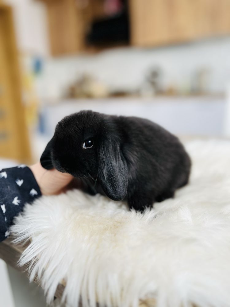 Mini Lop - królik rasowy z hodowli / królik miniaturka / metryka