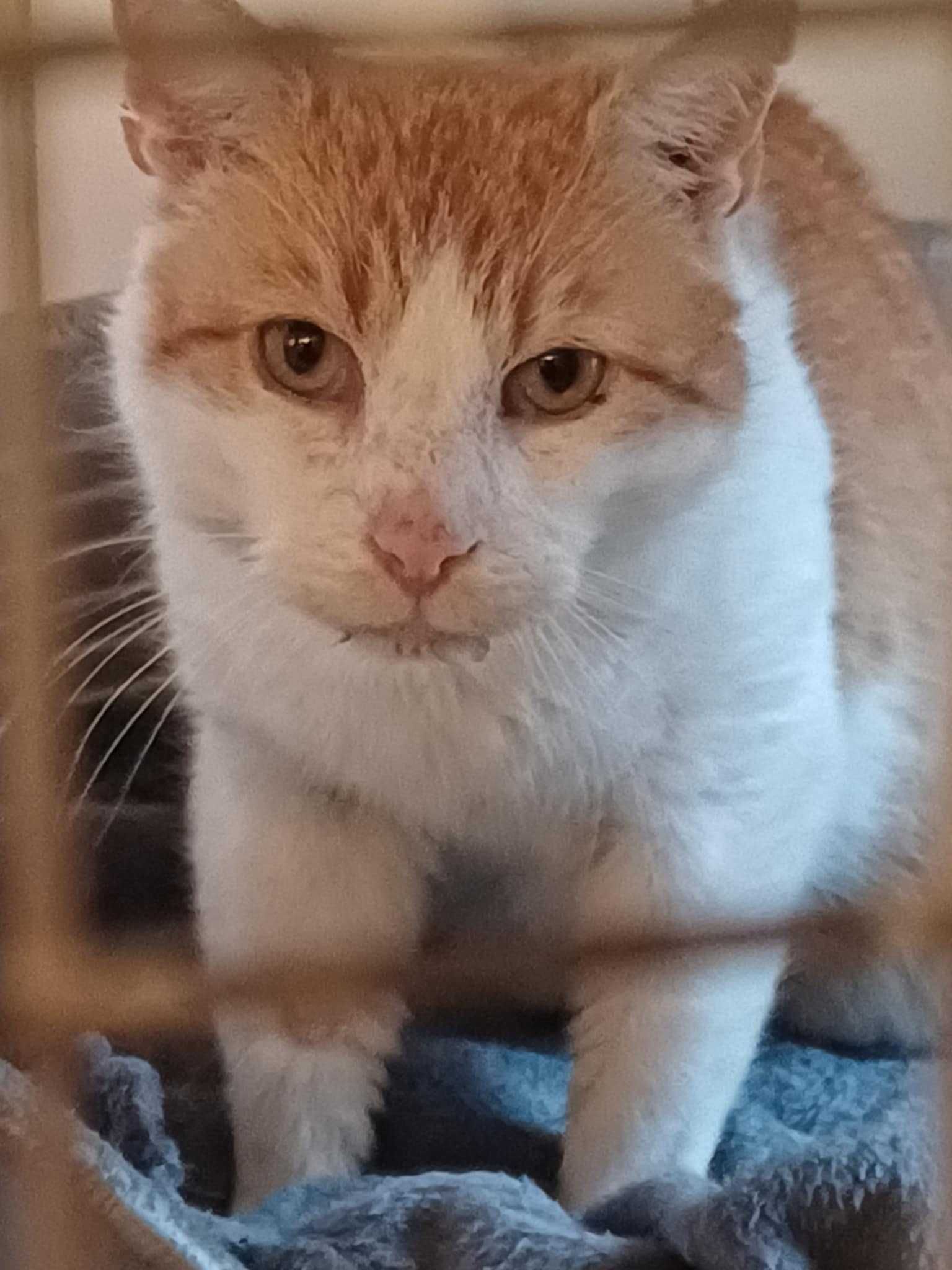 Pilne!!Borys ok 6 let.rudasek z FIV +czeka na kochający dom Sylwia Wa