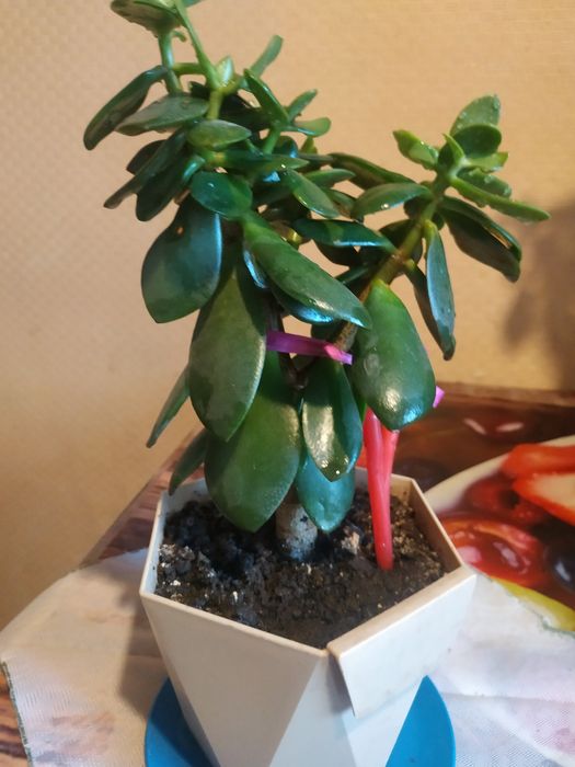 комнат. растен. "Денежное дерево" разных размеров, с горшком -4 года