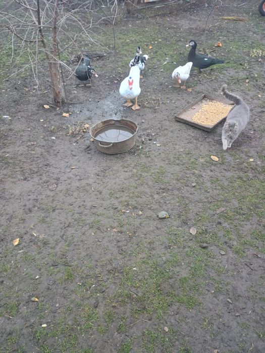 Продам сім'ю шипунів