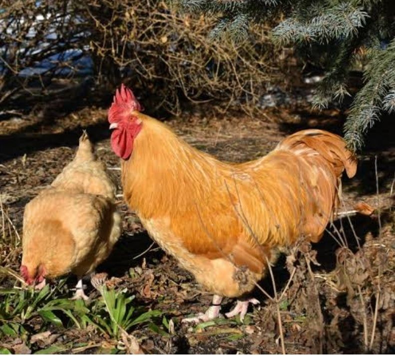 Ovos fecundados várias raças e pintos