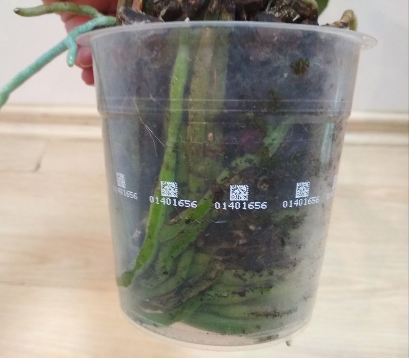 Орхидея фаленопсис, глипкура