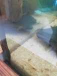 Peixes guppys endler