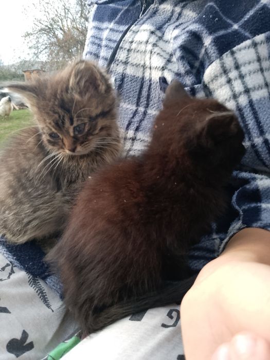 ВІДАМ КОШЕНЯТ в добрі руки