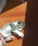 Gatinha a procura de uma casa aconchegadora
