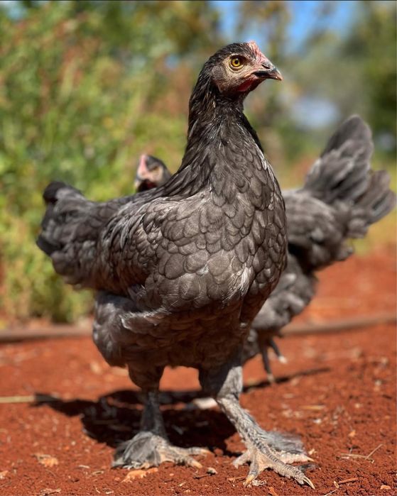 Frangos Maran – Poucas Aves Disponíveis