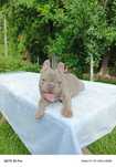 Buldog francuski lilac