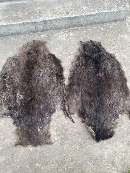 Шкіра бобра бобер