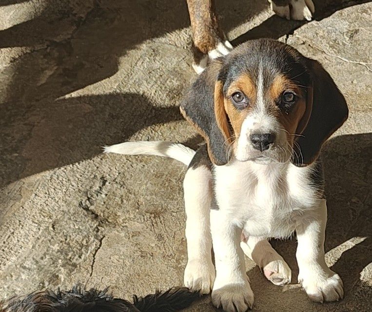 Beagle macho puro magnifico