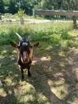 Sprzedam   capka
