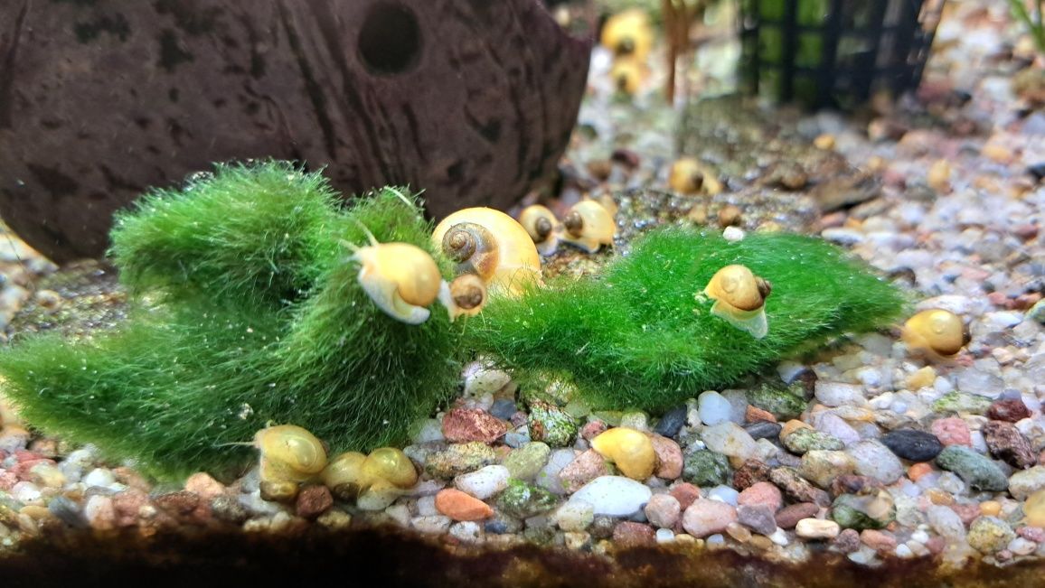 Ślimaki kolorowe, dekoracyjne na glony w akwarium