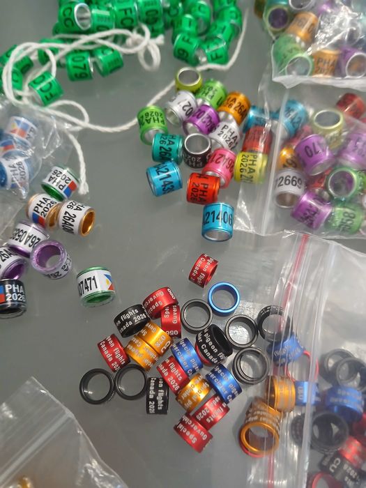 Obrączki dla gołębi pocztowych 2026