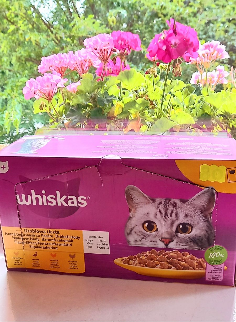 Karma mokra dla kotów dorosłych saszetki w galaretce