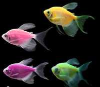 Rybka akwariowa Tetra Kolor luminous mix kolorów 1szt